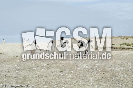 Felsenpinguine (13 von 40).jpg